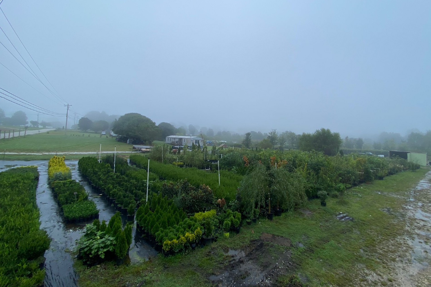 Diaz Nursery Mcminnville, TN