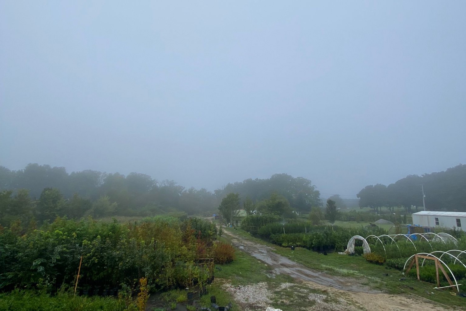 Diaz Nursery Mcminnville, TN