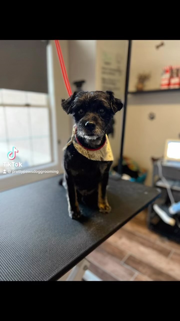 Pretty Paws Dog Grooming Gilbert, AZ 85234