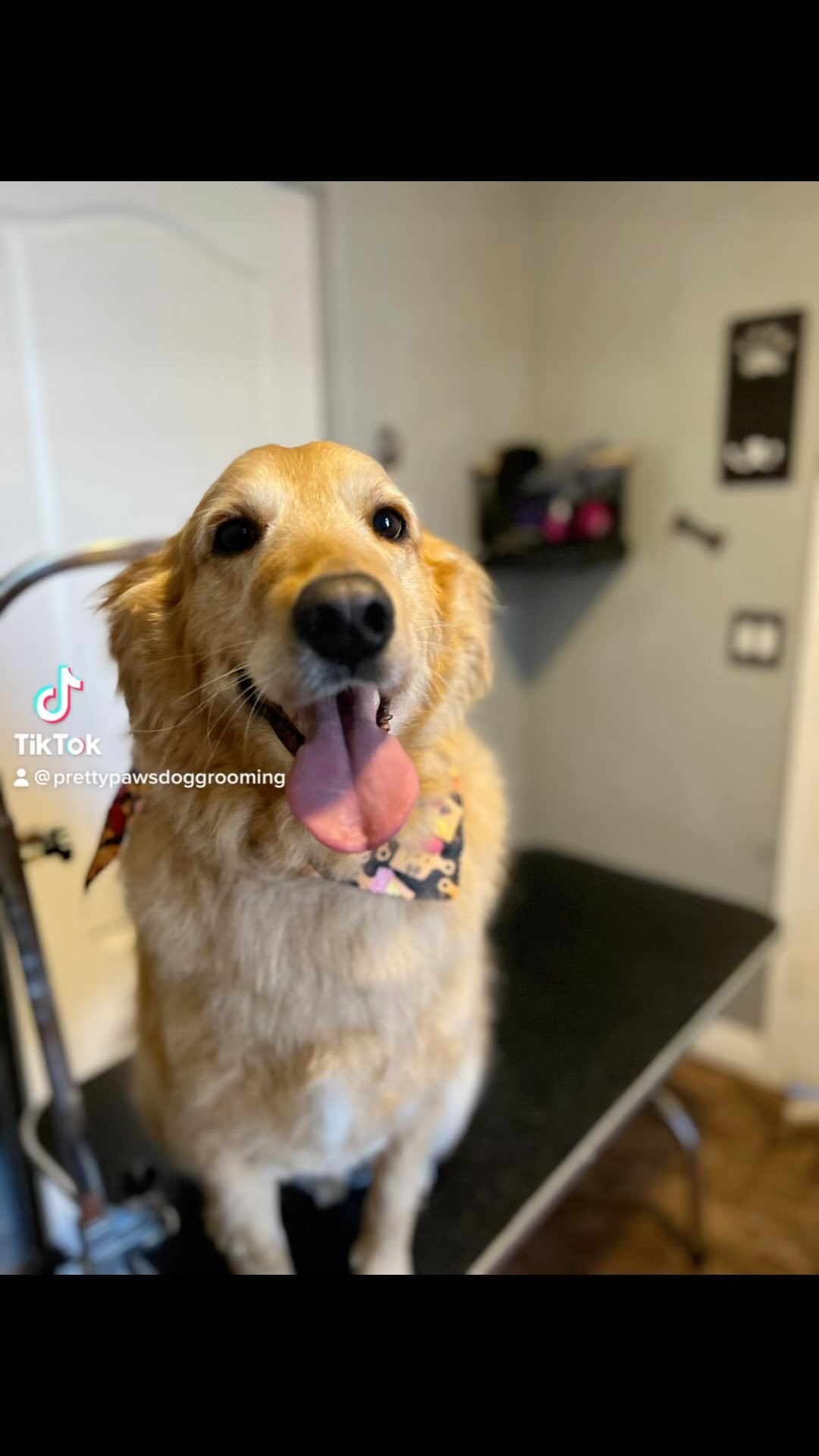 Pretty Paws Dog Grooming Gilbert, AZ 85234