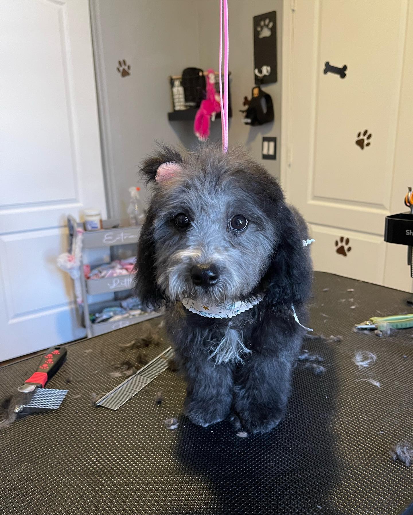 Pretty Paws Dog Grooming Gilbert, AZ 85234